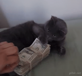 salariu-pisica
